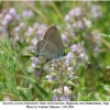 satyrium acaciae abdominalis daghestan male